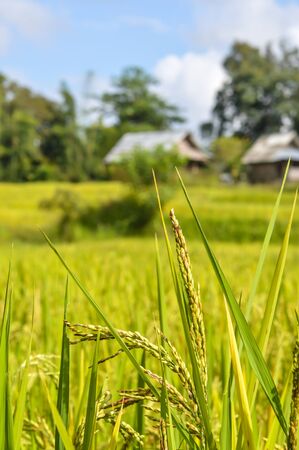 natural scenery of green rice fields in rural Thailandの写真素材
