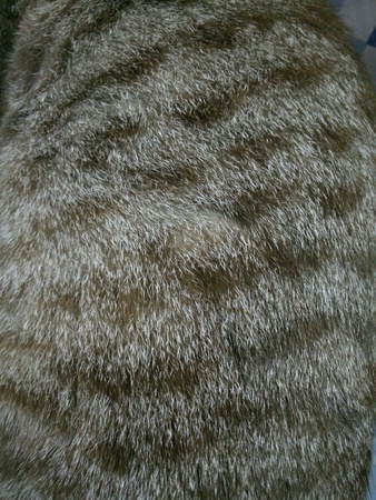 Wood Cat Texture