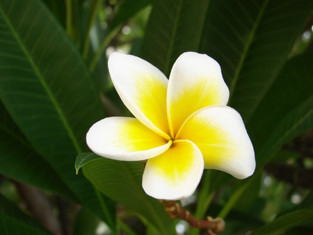 Beautiful Leelawadee,Hauhin,Thailandの写真素材