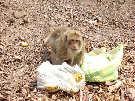 Monkey tried to eat banana in plastic bag at Thailandの写真素材