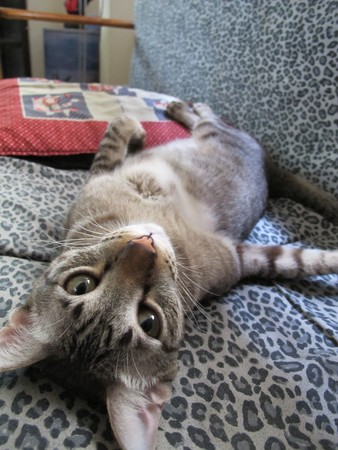 Tiger Cat lie on sofaの写真素材