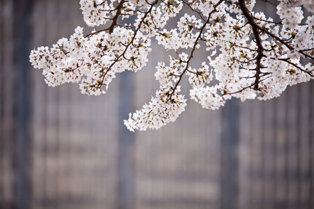 cherry blossom in springtime,shallow DOF.の写真素材