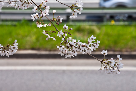 cherry blossom, sakura, cherry blossom in Japanの写真素材