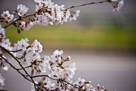 cherry blossom in spring time with shallow depth of field.の写真素材