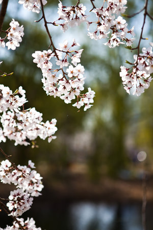 cherry blossom in spring time with shallow depth of field.の写真素材