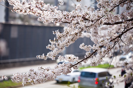 cherry blossom on the street in spring, closeup of photoの写真素材