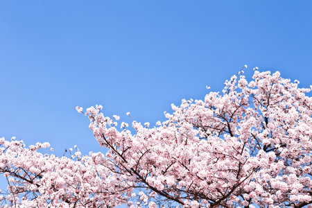 Cherry blossoms on blue sky background. Sakura in Japan.の写真素材
