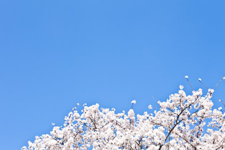 Cherry blossoms in full bloom with blue sky in the backgroundの写真素材