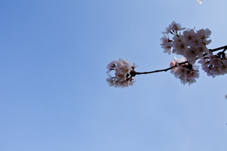 cherry blossom in spring time with blue sky background and copy spaceの写真素材