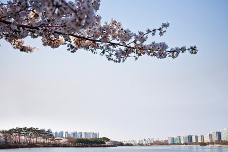 Cherry blossoms in full bloom with high-rise buildings in the backgroundの写真素材