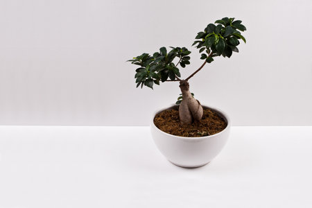 Bonsai tree in a pot on a white background. Studio shot.の写真素材