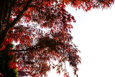 Red leaves of a Japanese maple, Acer palmatum, in autumnの写真素材