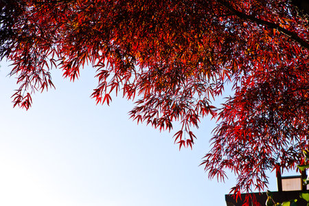 Autumn leaves of Japanese maple in the garden with blue sky backgroundの写真素材