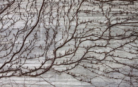 Vine branches on a gray concrete wall. Background and texture.の写真素材
