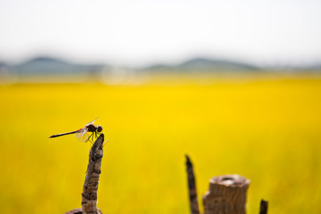 Dragonfly on the rice field, Thailand. (Selective focus)の写真素材