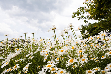 Field of daisies with blue sky and white clouds in the backgroundの写真素材