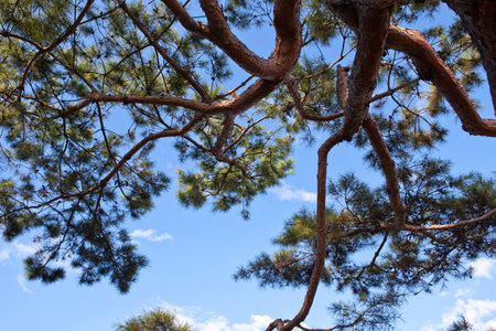 Pine tree against the blue sky. Abstract nature background. Vertical.の写真素材