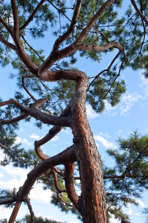 Pine tree against the blue sky. Pine tree in the forestの写真素材