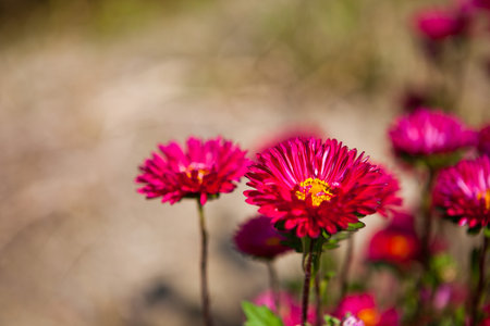 Beautiful pink aster flowers in the garden. Selective focus.の写真素材