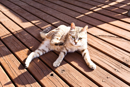 Cute cat sitting on the wooden terrace at sunny day.の写真素材