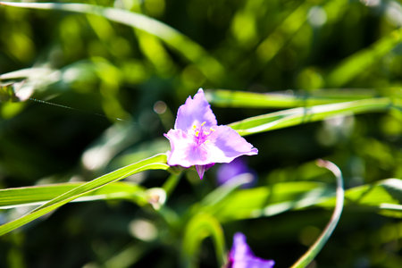 Purple flower on green grass background. Close up of purple flower.の写真素材