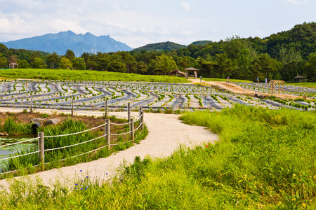 Strawberry field in Chiangmai province, Thailand.の写真素材