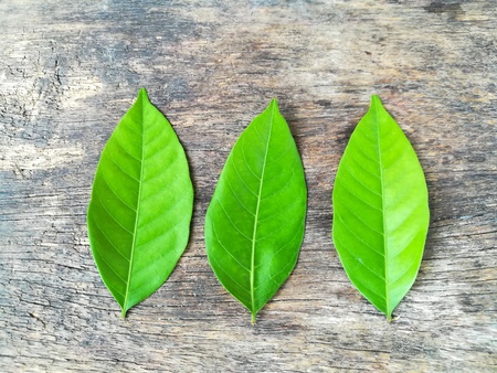 Fresh green leave on wooden backgroundの写真素材