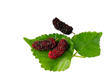 Delicious mulberry fruit arrange on leaves are beautiful decoration on white backgroundの写真素材