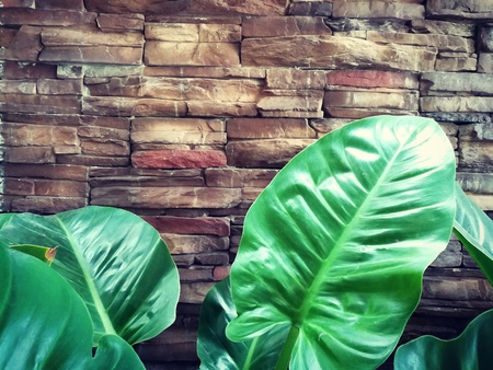 Big green leaves on the brick stacked wall background.の写真素材