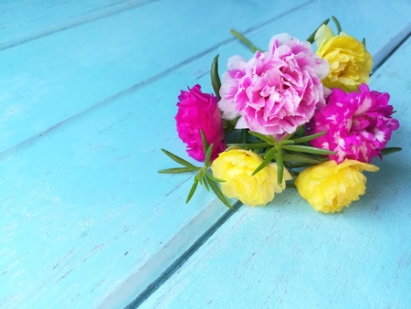 A bouquet of moss rose flower are beautiful on blue wooden background.の写真素材