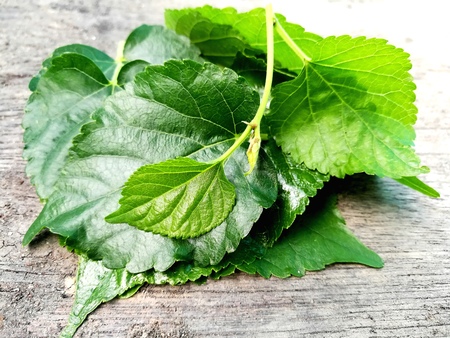 Fresh mulberry green leaves arrange overlap on the wooden background, can be made into tea.