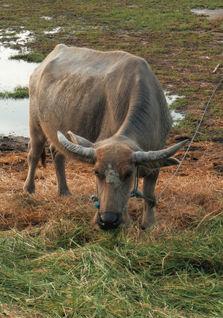 a buffalo eating grass at the edge of a farm field