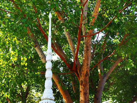 Thai local traditional style white cement pagoda top, under green tree shade with red brown trunk...