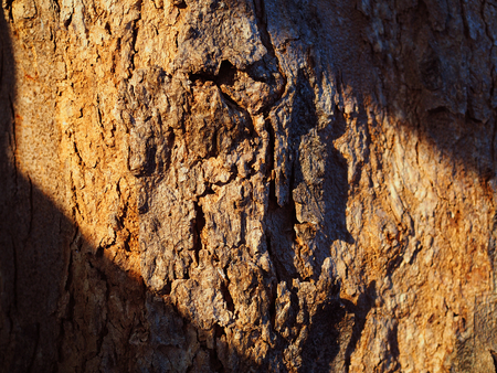 Close up of hard brown tree trunk bark crust wood texture background, with yellow golden warm glowing sunlight diagonal stripe reflection with black dark shadow at the cornerの写真素材