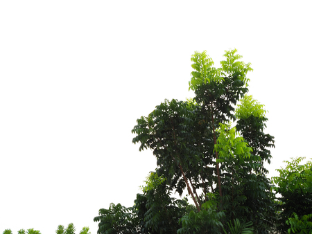 Light green leaf young shoot sprouting from dark branch tree bush, white background isolated clipping pathの写真素材