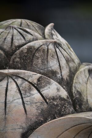 Lotus flowerのeditorial素材