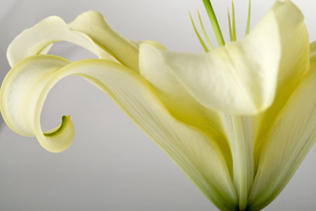 Close-up of a beautiful lemon yellow coloured Oriental Lily shot in a studioの写真素材