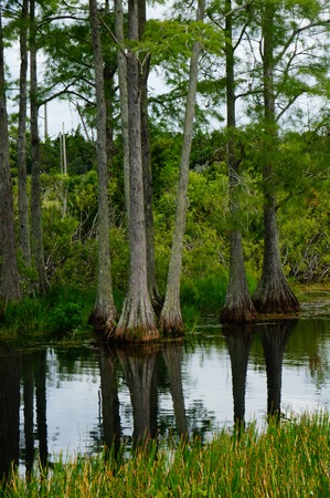 Cypress trees reflecting in riverの写真素材