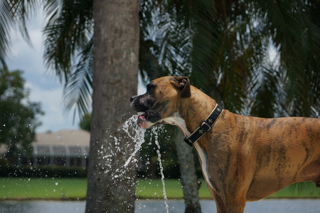 Tiger the boxer dog drinks water from a fountain and splashesの写真素材