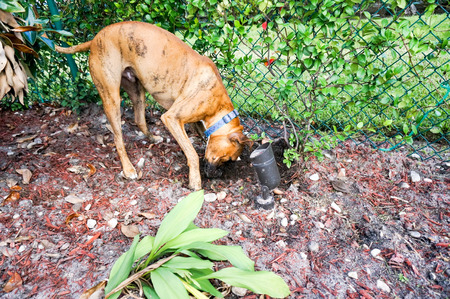 dog digs for boneの写真素材