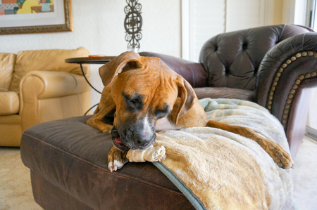 Boxer dog with white nose and brindle markings looks into the cameraの写真素材