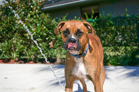 brindle boxer licks nose after drinking waterの写真素材
