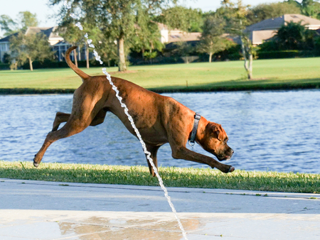 dog jumps in yardの写真素材