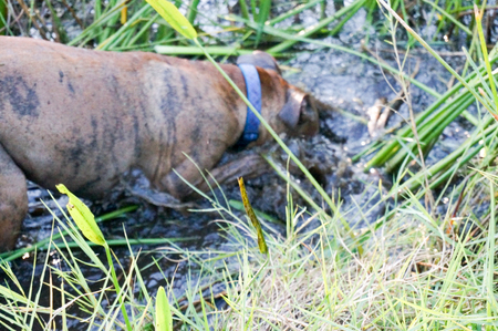 Brindle and fawn boxer dog frolicking and splashing in swampの写真素材