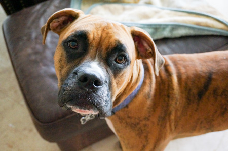 Boxer dog with brindle markings looks into the cameraの写真素材