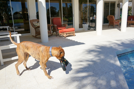 dog with chew toyの写真素材