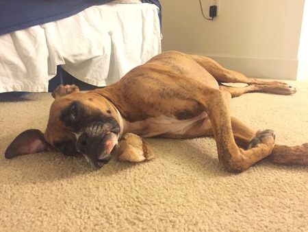 brindle boxer lays down on top of his boneの写真素材