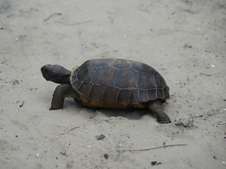close up of endangered tortoise in Florida