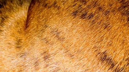 pattern of stripes and wrinkles in brown and blackの写真素材