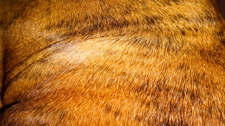 pattern of stripes and wrinkles in brown and black